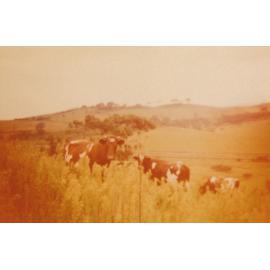 Dairy Cows on Tom Clout's Farm