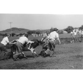 The Albion Park Show