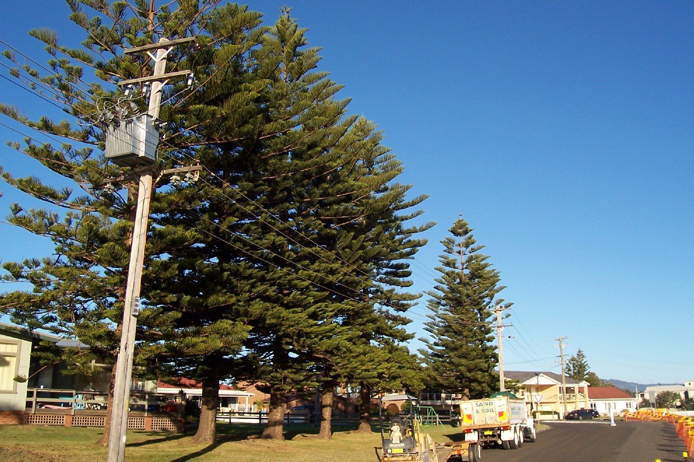 Cliff Avenue Pine Trees, barrack Point, c.2000.