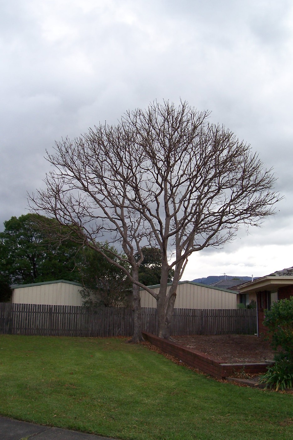 Illawarra Plum Pine, Tongarra Road, Albion Park, c.2003.