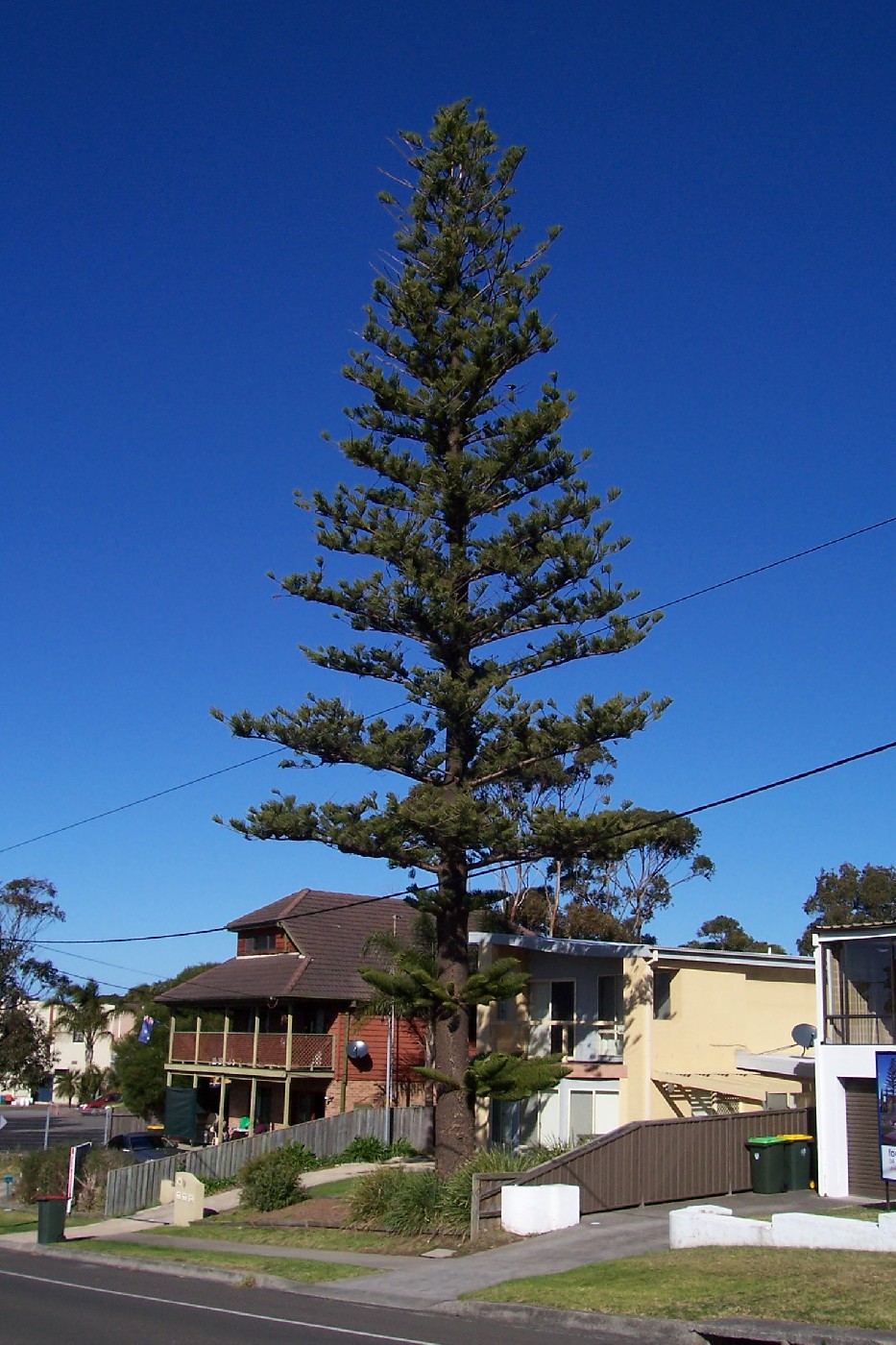 Pine Tree, Wollongong Street, c.2003.
