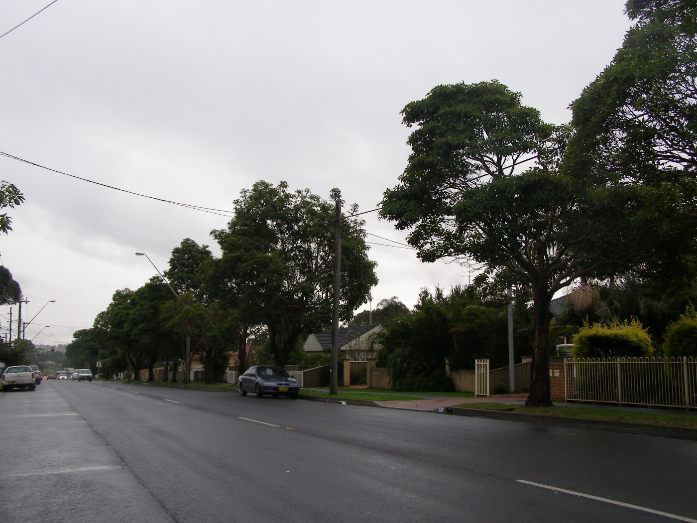 Bush Box Tree Row, Albion Park, c.2003.